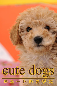 cute dogs02 トイプードル 電子書籍版
