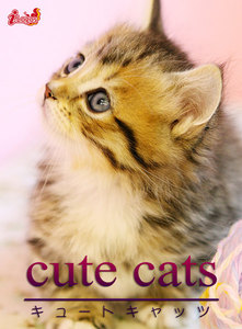 cute cats05 マンチカン 電子書籍版