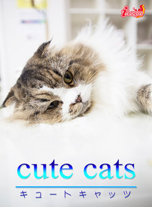 cute cats06 マンチカン 電子書籍版