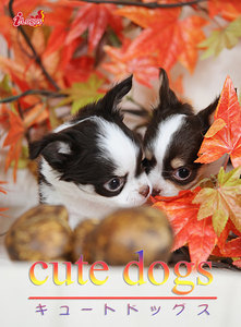 cute dogs14 チワワ 電子書籍版