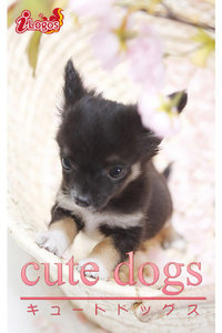 cute dogs17 チワワ 電子書籍版