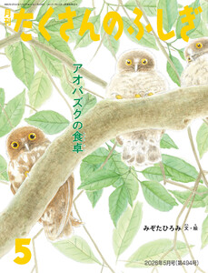アオバズクの食卓(たくさんのふしぎ2026年5月号)