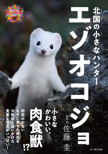 北国の小さなハンター エゾオコジョ