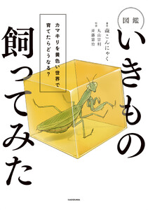 図鑑いきもの飼ってみた カマキリを黄色い世界で育てたらどうなる?