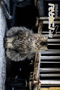 菊池茂夫の「そとねこ」vol.3 電子書籍版