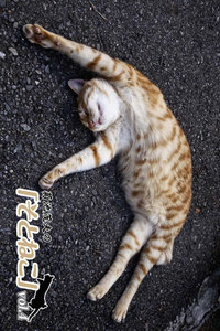 菊池茂夫の「そとねこ」vol.4 電子書籍版