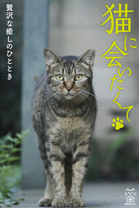 猫に会いたくて 贅沢な癒しのひととき