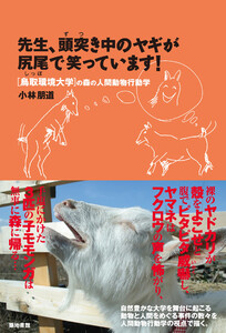 先生、頭突き中のヤギが尻尾で笑っています!