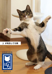 保護猫写真集 ねこっぱち! (2) #転生しても猫 電子書籍版