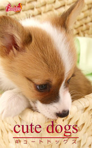 cute dogs33 ウェルシュ・コーギー 電子書籍版