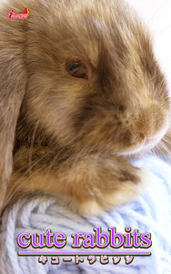 cute rabbits03 ミニロップ 電子書籍版